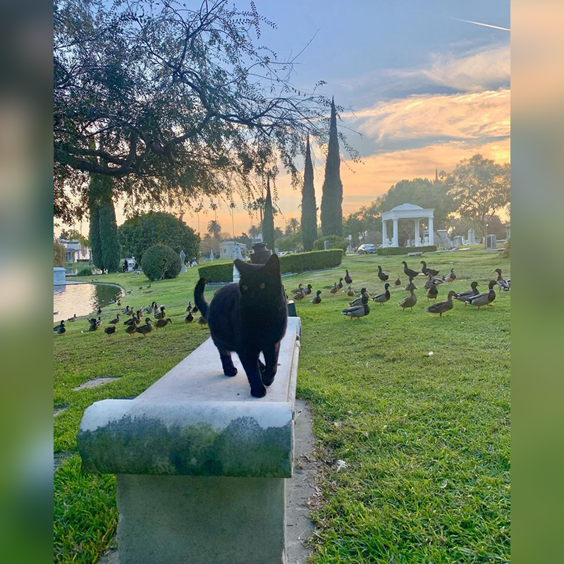 Un chat noir dans un cimetière avec des canards et des oies, Hollywood, Californie, Los Angeles