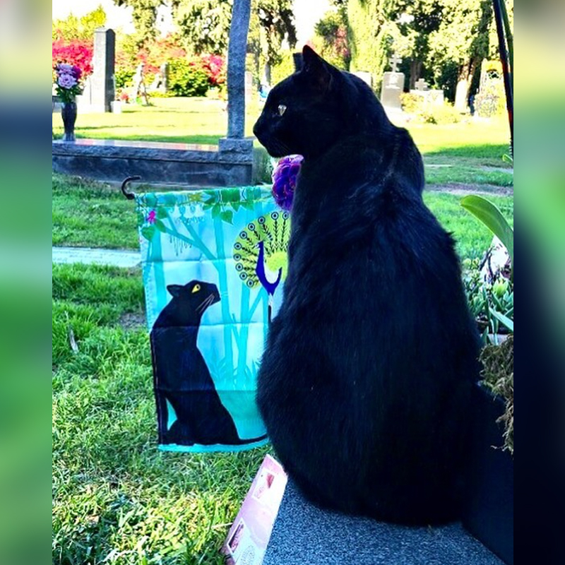 Black cat with flat featuring black cat