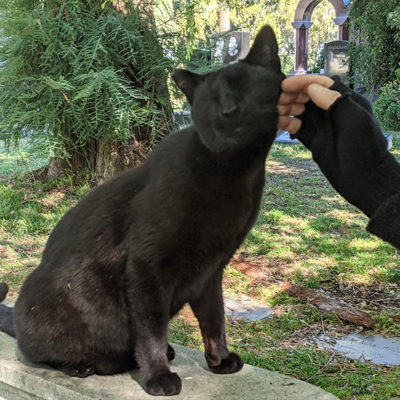 black cat gets petted, Hollywood Forever cemetery