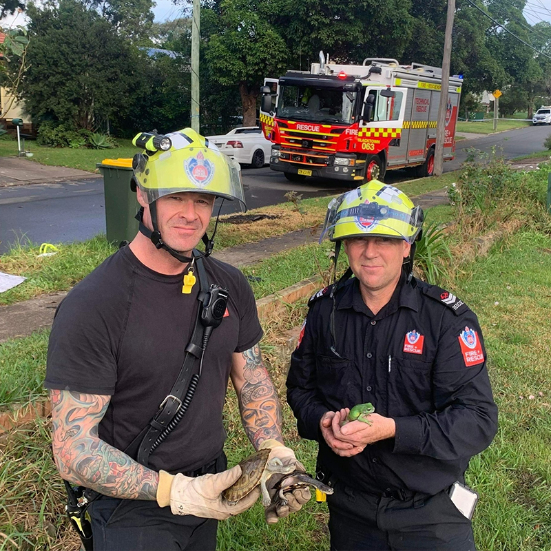 Firefighters with turtles and a tree frog saved from burning home in Austrailia