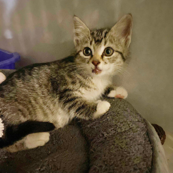 After Woman Sees Kitten Tossed from Car, Community Comes to Rescue