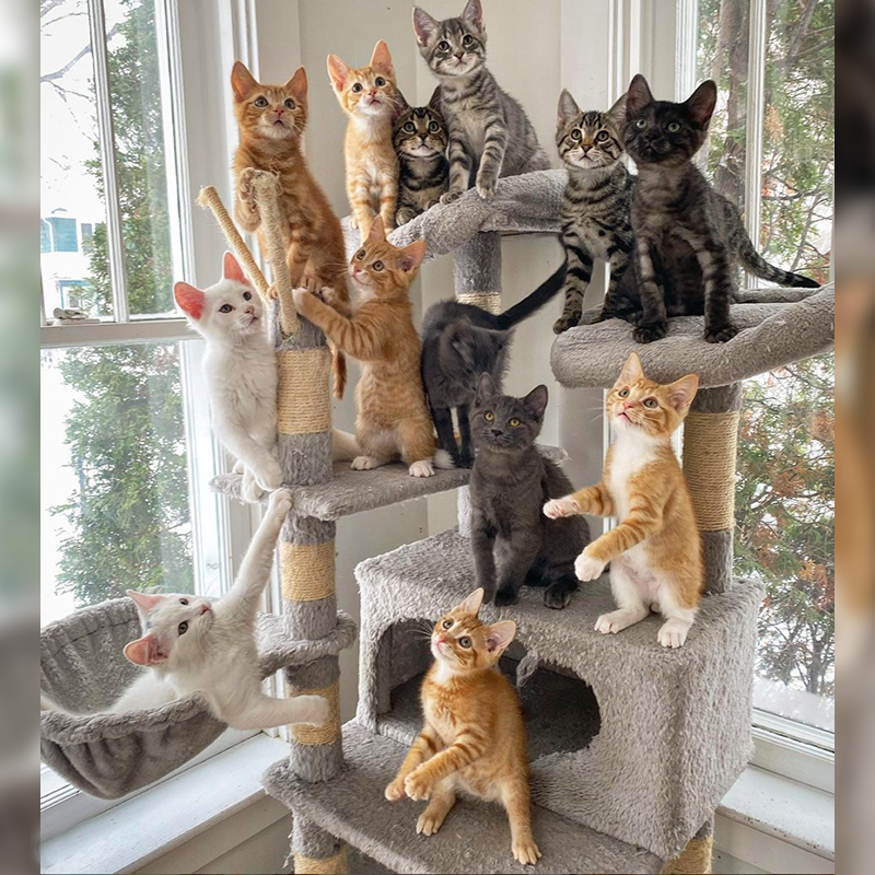 cats on cat tree