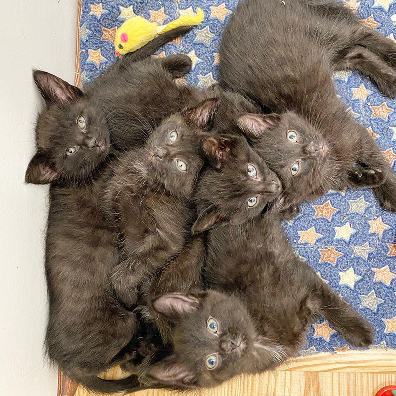 All five kittens