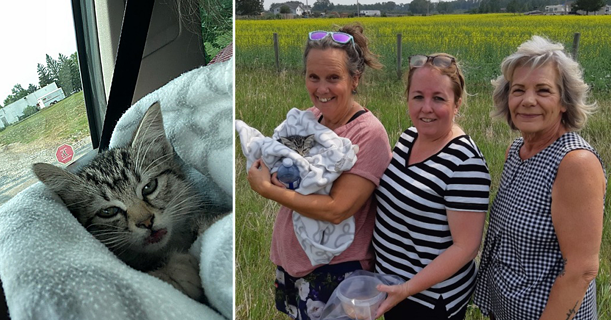 After Woman Sees Kitten Tossed from Car, Community Comes to Rescue