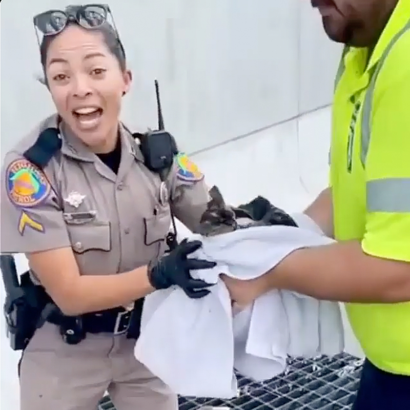 officer saves kitten from sewer