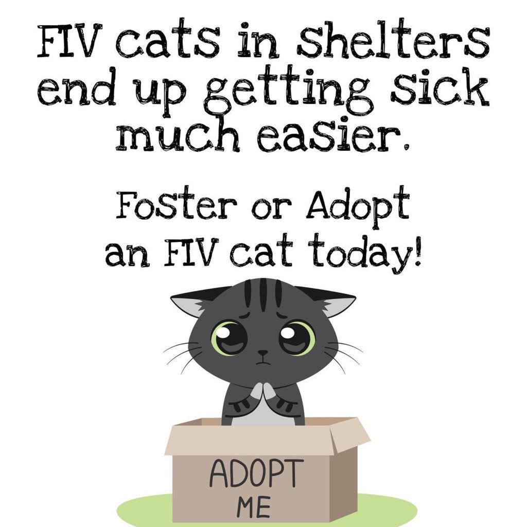 Shelter cats with FIV