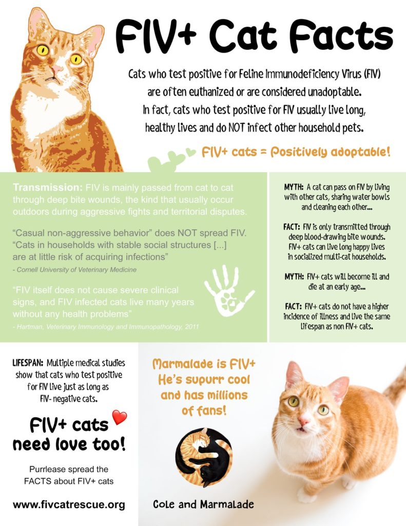 Fakta o kočkách, viru kočičí imunodeficience