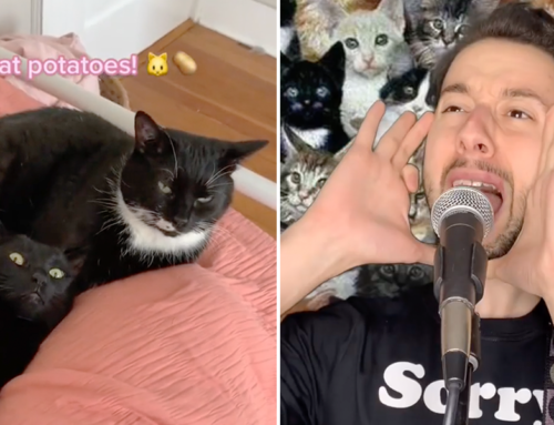 Singing Cat Uncle Performs Funny Parody Songs About His Love for Felines