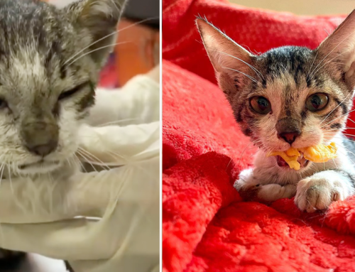 Dubai Rescuer Saves Blind Kitten Amal, or Hope, After Tragic Beginning