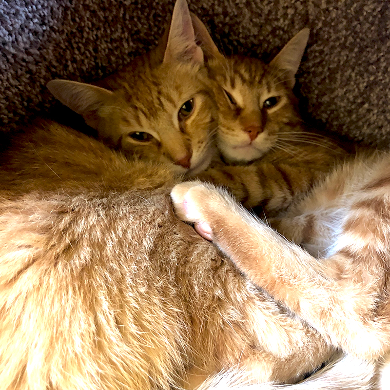 Arlo and Adler, Purrfect Cat Rescue