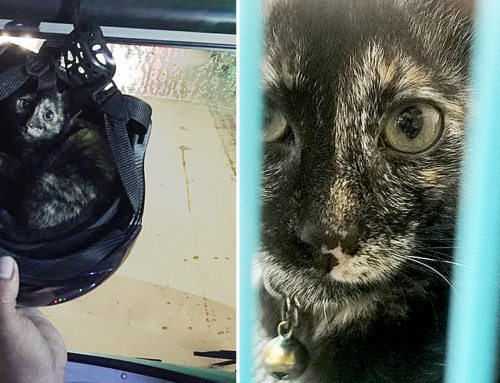 Kitten Saved by Mini-Bus Driver Becomes His Official Bus Buddy