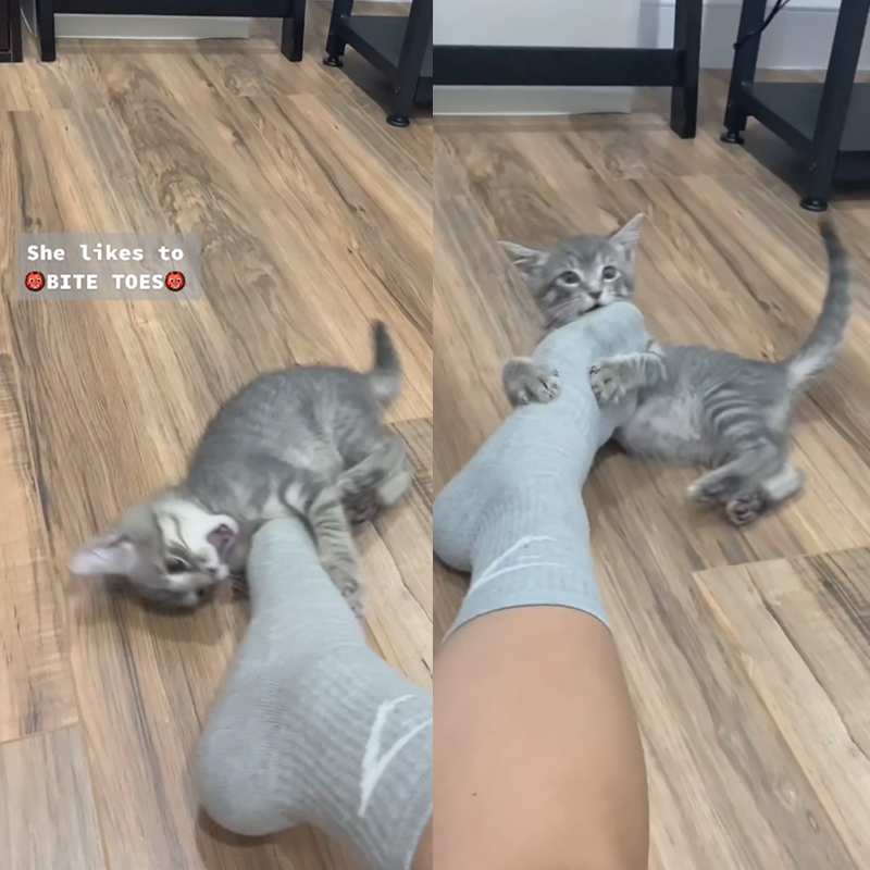 Beanie kitten attacks socked feet