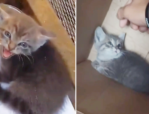 TikToker Shares Moment Beanie the Stray Kitten Realizes She is Home
