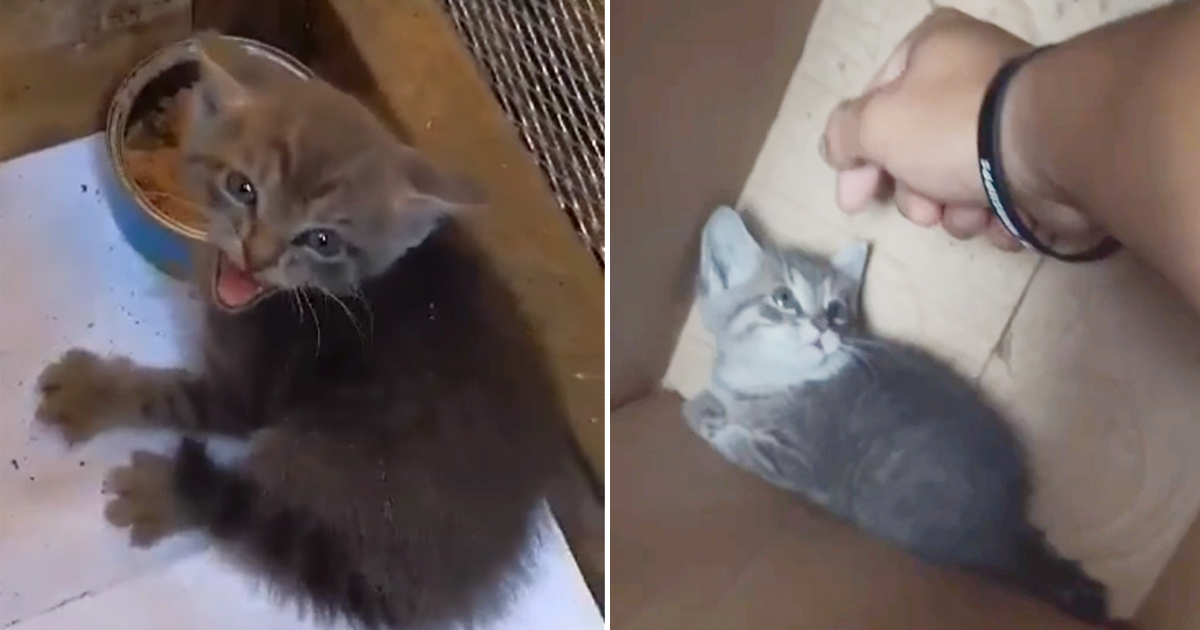 TikToker Shares Moment Beanie the Stray Kitten Realizes She is Home