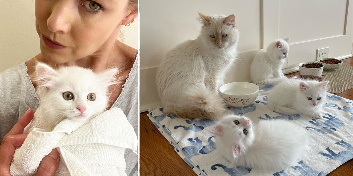 Beth Stern, kitten rescue, the Marshmallows, white cats