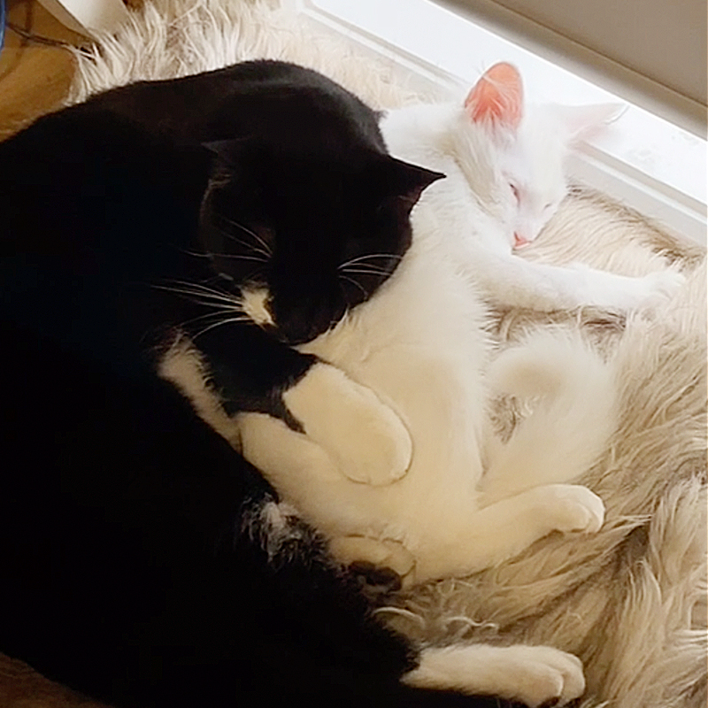 cuddling black and white cats, Yin and Yang
