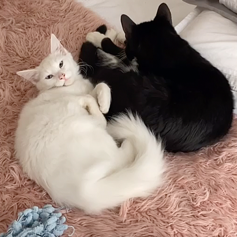 White cat Birdie cuddles black cat Otley