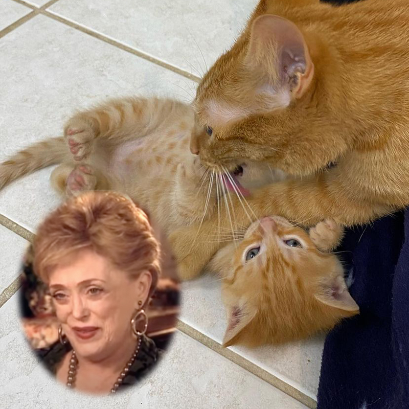 Blanche kitten with Rue McClanahan