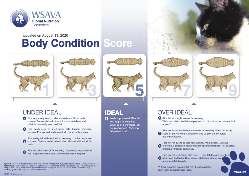 Body Condition Score, cats