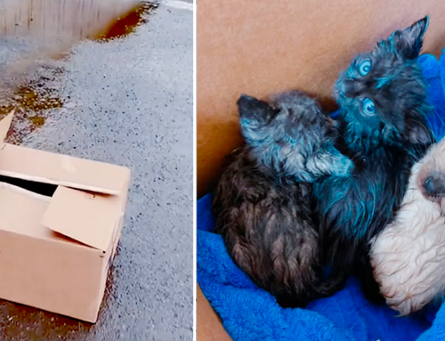 Shelter Rescues Soaked Box of Kittens Abandoned in Their Parking Lot