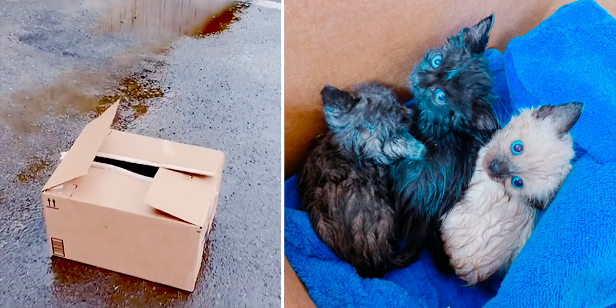 Kings County Animal Services in Hanford, California, box of kittens abandoned at shelter parking lot in the rain
