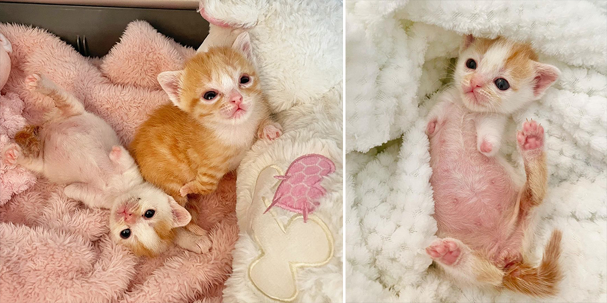 Bunny and Otter, kittens rescued with missing limbs, Baby Kitten Rescue, Los Angeles, California