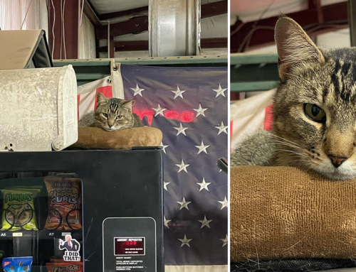 How Buster The Junkyard Cat Showed Up One Day and Became King