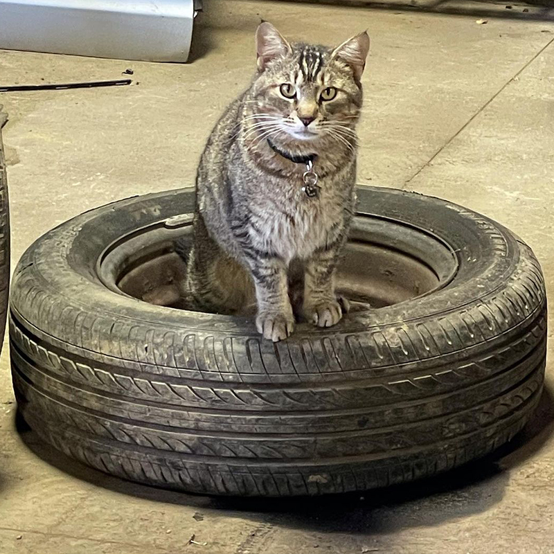 Buster the Junkyard Cat on a tire
