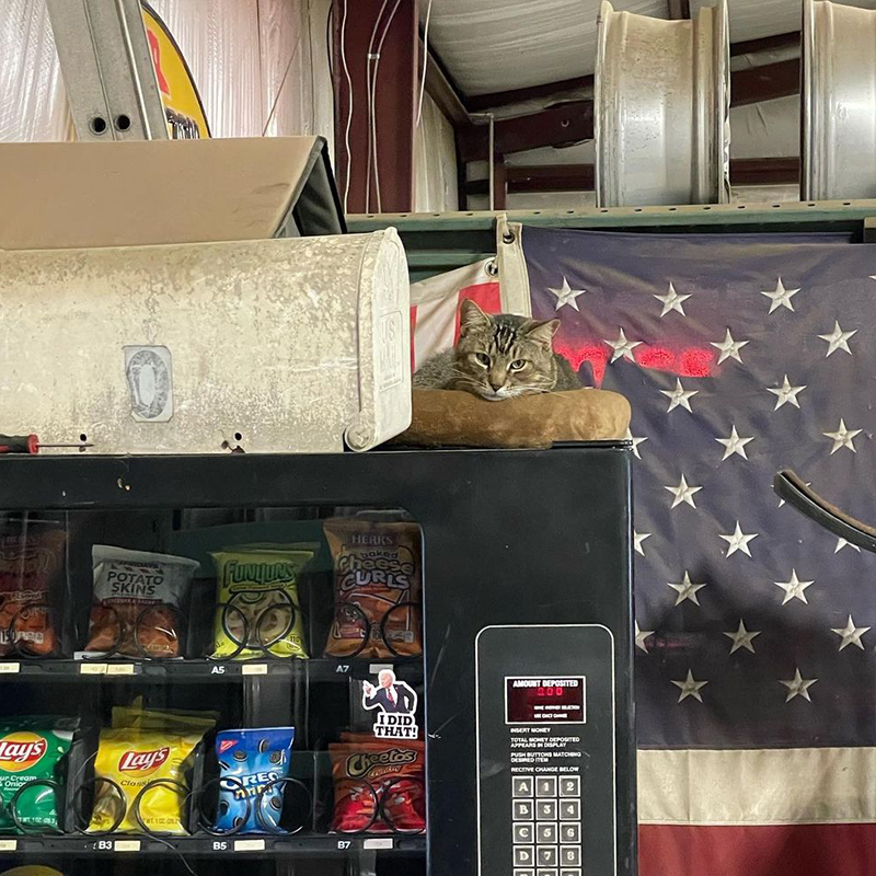 Buster on top of the candy machine with American flag