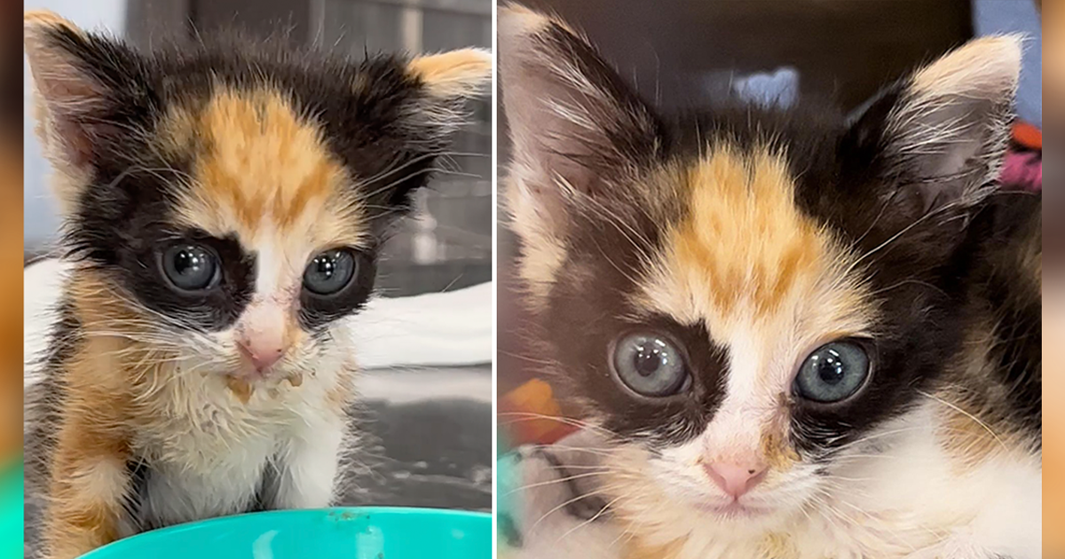 Candace the Rescued Kitten Looks Like the Cutest Masked Superhero