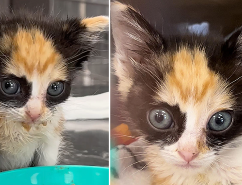Candace the Rescued Kitten Looks Like the Cutest Masked Superhero