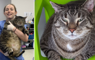 Seven the cat, The Jacksonville Humane Society