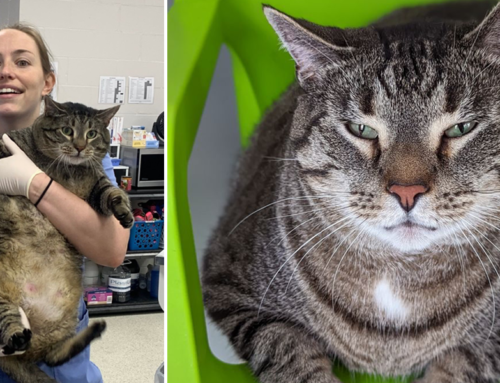 Offers Flood in to Adopt ’30 Pounds of Love’, Rescued Cat Named Seven