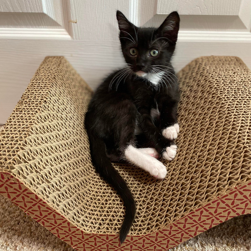 kitten saved by fire department, tuxie, tuxedo kitten sits on curved scratching toy