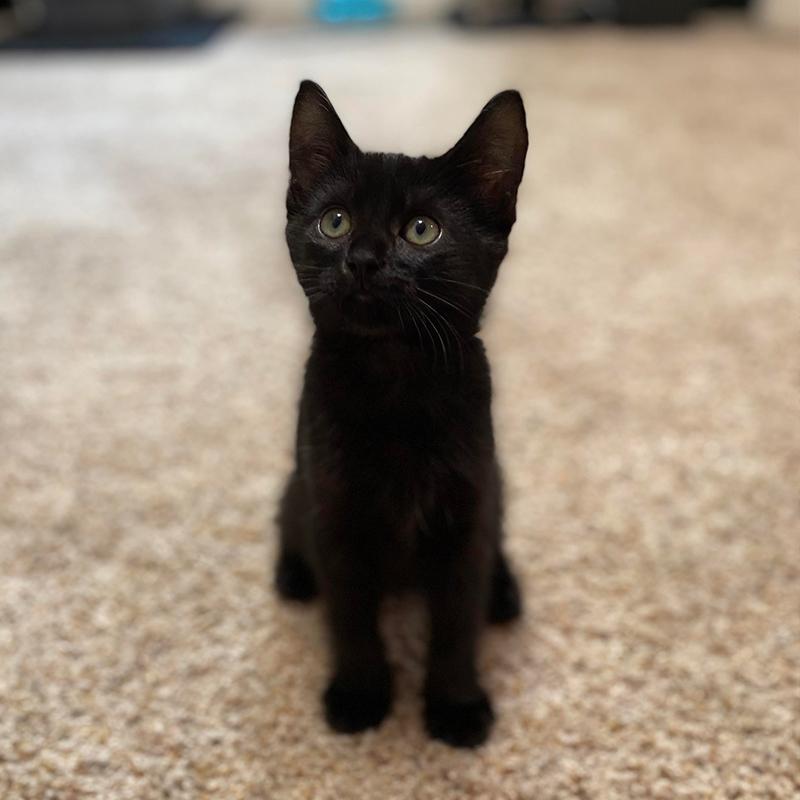 black kitten on brown carpet