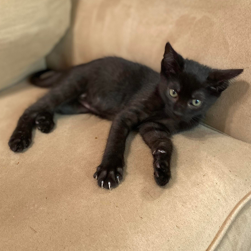 black kitten laying on chair