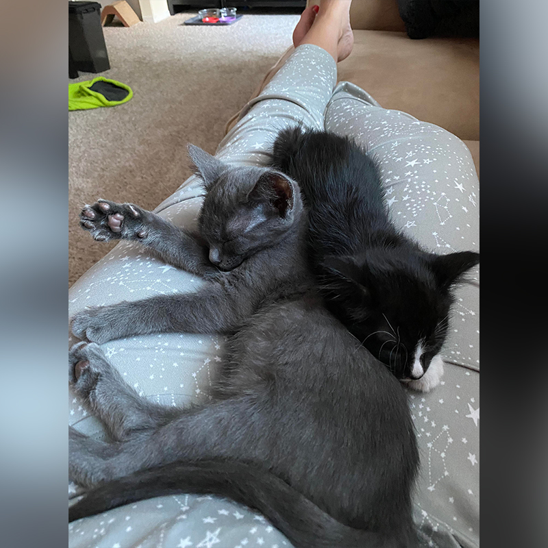 Grey cat Agatha and kitten
