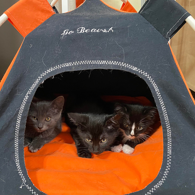 Kittens inside orange and grey cozy