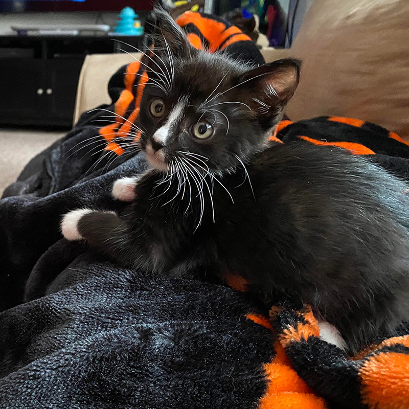 Cornelius the kitten on a blanket
