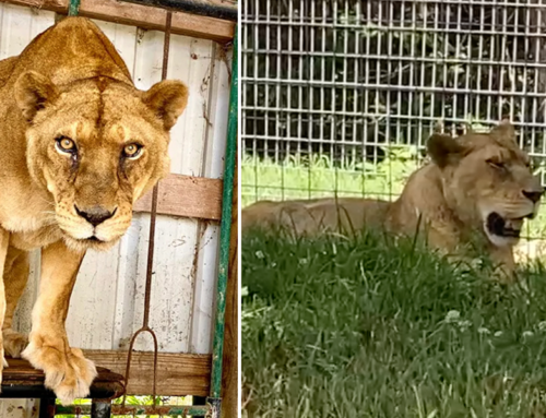 After Years of Torment, Elderly Lioness and Her Big Cat Sisters Find Peace