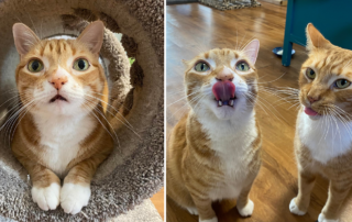 FIV+ Cats, Marmalade, Breakthroughs for FIV+ cats