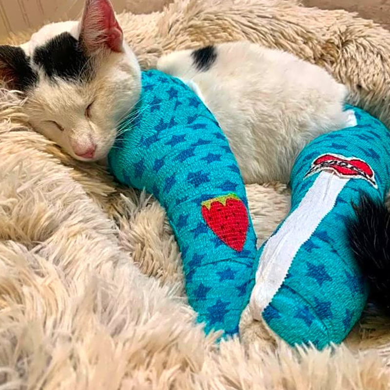 Fendi, cat with blue bandages