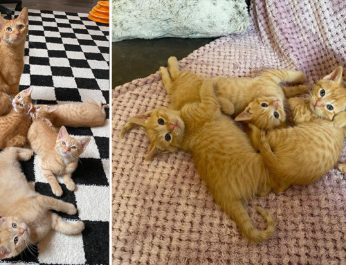 Thank You For Being A Furriend: Meet the Golden Girls Kittens