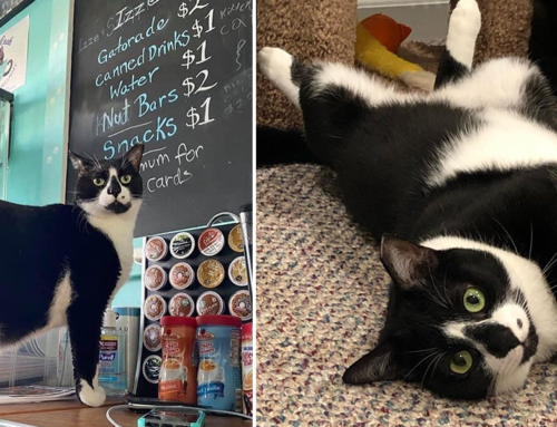 Rescued Tuxie Jensen Reminds Us to Give Older Shelter Cats a Chance