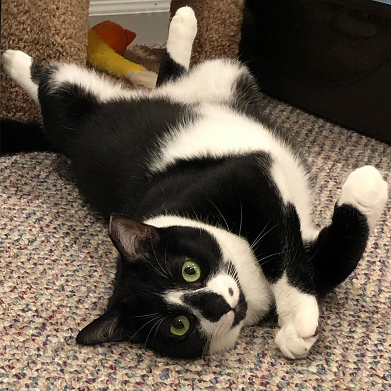 Cat on carpet, tuxedo cat