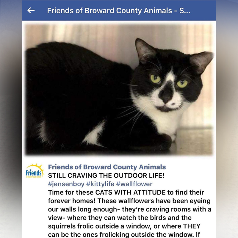 Tuxie cat from Facebook, Friends of Broward County Animals