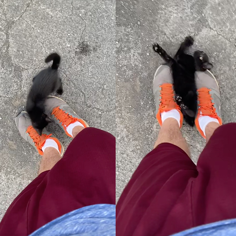 Black kitten stops man on street, getting between his sneakers