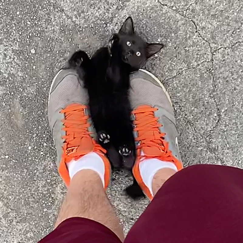 Oh hai. Black kitten poses on back between man's sneakers