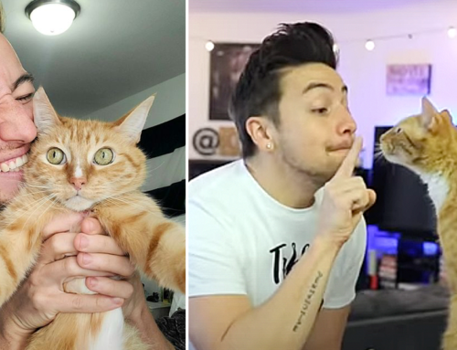Cat Dad Hilariously Acts Out ‘Every Cat Ever’ as Trained by His Cat Zeus