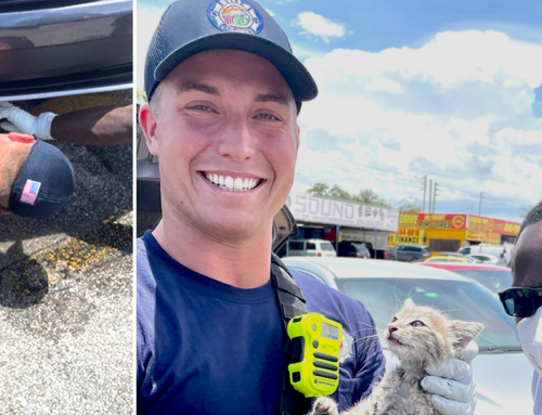 Lauderhill Fire Rescue Saves Kitten From Car Engine After 185-Mile Journey